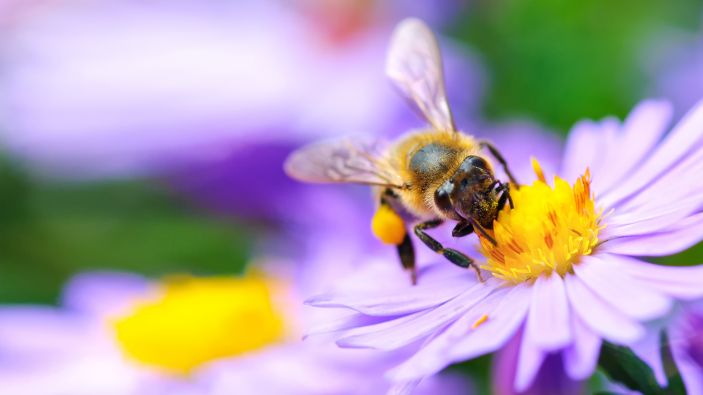 Transferring a previous pension