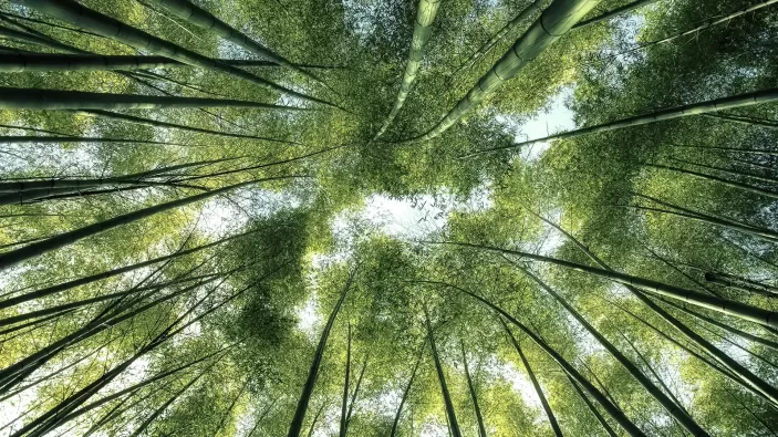 Wood celebrates record-breaking year for its carbon advisory offering