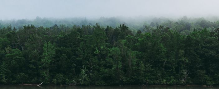 Wood maps out a sustainable future for paper and textile production